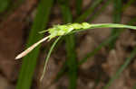 Carey's sedge